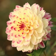 Ariko Aphrodite Dahlia Knöl