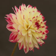 Ariko Aphrodite Dahlia Tuber