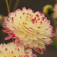 Ariko Aphrodite Dahlia Tuber