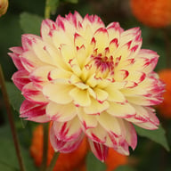 Ariko Aphrodite Dahlia Tuber