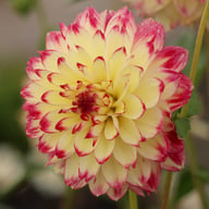 Ariko Aphrodite Dahlia Tuber