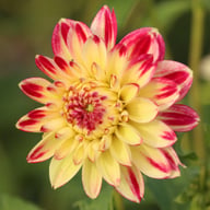 Ariko Aphrodite Dahlia Knöl