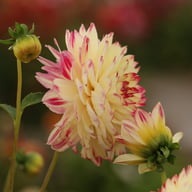 Ariko Aphrodite Dahlia Tuber