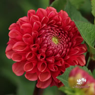 Ariston Dahlia Knöl