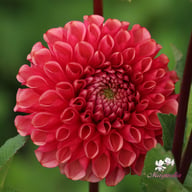 Ariston Dahlia Knöl