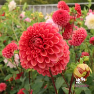 Ariston Dahlia Knöl
