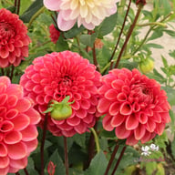 Ariston Dahlia Knöl