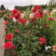 Ariston Dahlia Knöl