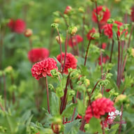 Ariston Dahlia Knöl