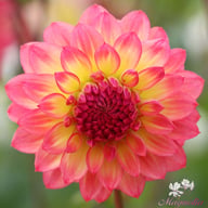 Armateras Dahlia Knöl