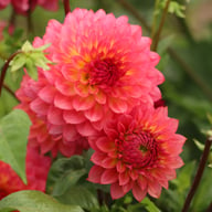 Armateras Dahlia Tuber