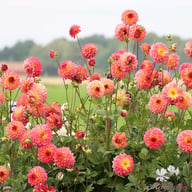 Armateras Dahlia Knöl