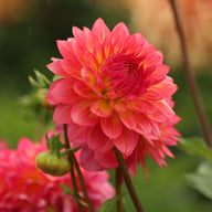 Armateras Dahlia Tuber