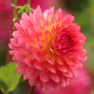 Armateras Dahlia Tuber