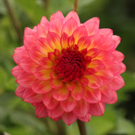 Armateras Dahlia Tuber