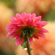 Armateras Dahlia Tuber