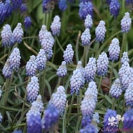 Valerie Finnis Muscari Bulbs