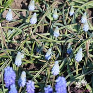 Valerie Finnis Muscari Bulbs