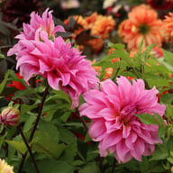 Arthur Hambley Dahlia Tuber
