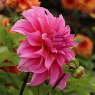 Arthur Hambley Dahlia Tuber