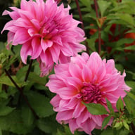 Arthur Hambley Dahlia Tuber