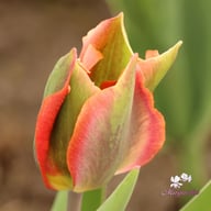 Artist Tulip Bulbs