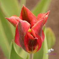 Artist Tulip Bulbs