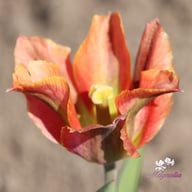 Artist Tulip Bulbs