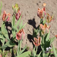 Artist Tulip Bulbs