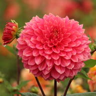 Askwith Minnie Dahlia Knöl