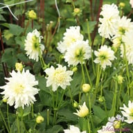 Aspen Dahlia