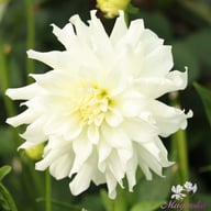 Aspen Dahlia