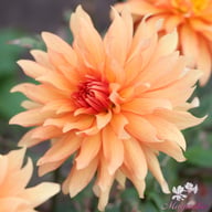 Autumn Fairy Dahlia Tuber