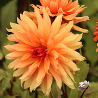 Autumn Fairy Dahlia Tuber
