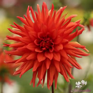Autumn Orange Dahlia Tuber