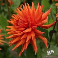 Autumn Orange Dahlia Tuber
