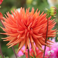 Autumn Orange Dahlia Tuber