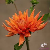 Autumn Orange Dahlia Tuber