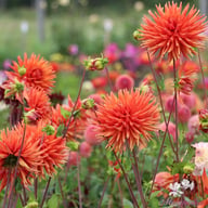 Autumn Orange Dahlia Tuber