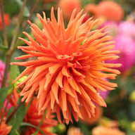 Autumn Orange Dahlia Tuber