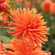 Autumn Orange Dahlia Tuber