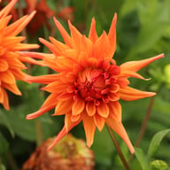 Autumn Orange Dahlia Tuber
