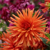 Autumn Orange Dahlia Tuber