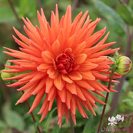 Autumn Orange Dahlia Tuber
