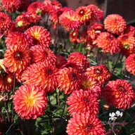 Autumn Pumpkin Dahlia Tuber