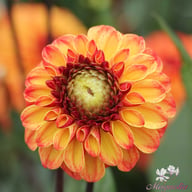 Autumn Pumpkin Dahlia Tuber