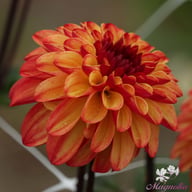 Autumn Pumpkin Dahlia Tuber