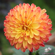 Autumn Pumpkin Dahlia Tuber