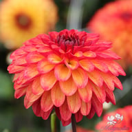 Autumn Pumpkin Dahlia Tuber