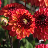 Autumn Pumpkin Dahlia Tuber